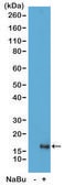 Anti-Acetyl-Histone H3 (Lys79) antibody, Rabbit monoclonal recombinant, expressed in HEK 293 cells, clone RM156, purified immunoglobulin