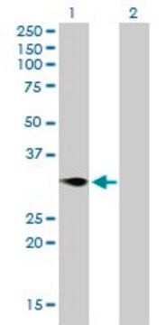 Monoclonal Anti-TNFRSF7 antibody produced in mouse clone 1E2-A3, purified immunoglobulin, buffered aqueous solution