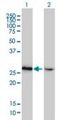ANTI-HMGB2 antibody produced in mouse clone 4G7, purified immunoglobulin, buffered aqueous solution