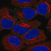 Anti-AP2A2 antibody produced in rabbit Prestige Antibodies&#174; Powered by Atlas Antibodies, affinity isolated antibody