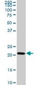 Monoclonal Anti-TRAPPC4 antibody produced in mouse clone 2D10, purified immunoglobulin, buffered aqueous solution