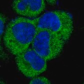 Anti-TMEM230 antibody produced in rabbit Prestige Antibodies® Powered by Atlas Antibodies, affinity isolated antibody, buffered aqueous glycerol solution