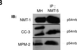 Anti-phospho-Ser/Thr-Pro MPM-2 Antibody clone MPM-2, Upstate&#174;, from mouse