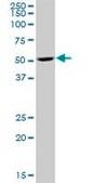 Anti-RBED1 antibody produced in mouse IgG fraction of antiserum, buffered aqueous solution