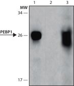 Monoclonal Anti-PEBP1 antibody produced in mouse clone PEBP1-A171, culture supernatant