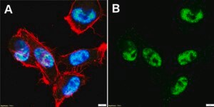 Anti-THOC1 Antibody, clone 5N17 ZooMAb® Rabbit Monoclonal recombinant, expressed in HEK 293 cells
