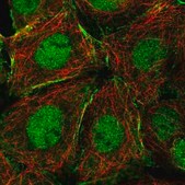 Anti-NCOA5 antibody produced in rabbit Prestige Antibodies&#174; Powered by Atlas Antibodies, affinity isolated antibody, buffered aqueous glycerol solution