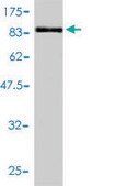 Monoclonal Anti-TCP1 antibody produced in mouse clone 2B2-D6, purified immunoglobulin, buffered aqueous solution