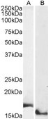 Anti-AIF1/IBA1 (Isoforms 1 and 3) antibody produced in goat affinity isolated antibody, buffered aqueous solution