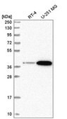 Anti-SPPL2B antibody produced in rabbit Prestige Antibodies&#174; Powered by Atlas Antibodies, affinity isolated antibody