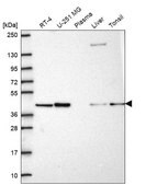 Anti-PGK2 antibody produced in rabbit Prestige Antibodies&#174; Powered by Atlas Antibodies, affinity isolated antibody