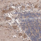 Anti-VSIG8 antibody produced in rabbit Prestige Antibodies&#174; Powered by Atlas Antibodies, affinity isolated antibody, buffered aqueous glycerol solution