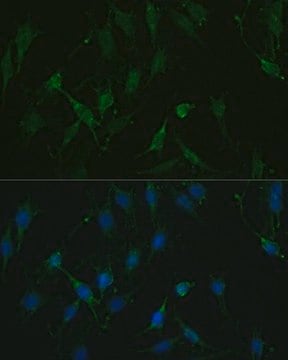 Anti-TRPV1 antibody produced in rabbit