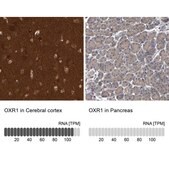 Anti-OXR1 antibody produced in rabbit Prestige Antibodies&#174; Powered by Atlas Antibodies, affinity isolated antibody, buffered aqueous glycerol solution, ab3