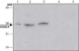 Anti-HOXC4 (C-terminal) antibody produced in rabbit ~1.0 mg/mL, affinity isolated antibody, buffered aqueous solution