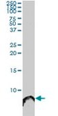 Monoclonal Anti-ATOX1 antibody produced in mouse clone 3D10, ascites fluid, solution
