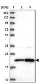Anti-RPL17 antibody produced in rabbit Prestige Antibodies&#174; Powered by Atlas Antibodies, affinity isolated antibody, buffered aqueous glycerol solution