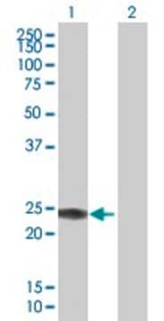 Anti-IFNA14 antibody produced in mouse purified immunoglobulin, buffered aqueous solution