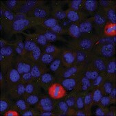 Anti-EIF4G1 (Ab-1232) antibody produced in rabbit affinity isolated antibody