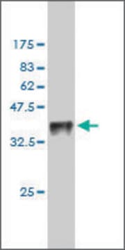 Monoclonal Anti-TESK1 antibody produced in mouse clone 1D11, purified immunoglobulin, buffered aqueous solution