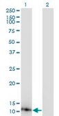 Monoclonal Anti-DYNLL1, (N-terminal) antibody produced in mouse clone 1H7, purified immunoglobulin, buffered aqueous solution
