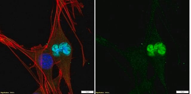 Anti-phospho-Histone H3 (Thr3) Antibody Upstate&#174;, from rabbit