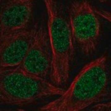Anti-PHF21A antibody produced in rabbit Prestige Antibodies&#174; Powered by Atlas Antibodies, affinity isolated antibody, buffered aqueous glycerol solution