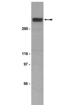 Anti-p300 CT Antibody, clone RW128 clone RW128, Upstate&#174;, from mouse