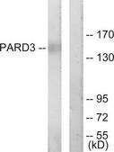Anti-PARD3 antibody produced in rabbit affinity isolated antibody