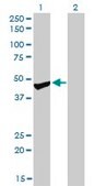 Monoclonal Anti-PPM1F antibody produced in mouse clone 2A9, purified immunoglobulin, buffered aqueous solution