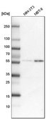 Anti-COLGALT2 antibody produced in rabbit Prestige Antibodies&#174; Powered by Atlas Antibodies, affinity isolated antibody, buffered aqueous glycerol solution, ab2