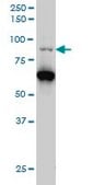 Monoclonal Anti-PCAF antibody produced in mouse clone 5E5, purified immunoglobulin, buffered aqueous solution