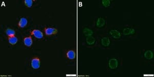 Anti-TNFRSF4 Antibody, clone 3N2 ZooMAb® Rabbit Monoclonal recombinant, expressed in HEK 293 cells