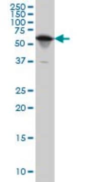 Monoclonal Anti-YARS antibody produced in mouse clone 2F3, ascites fluid