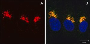 Anti-COG8 (C-terminal) antibody produced in rabbit ~1.0 mg/mL, affinity isolated antibody