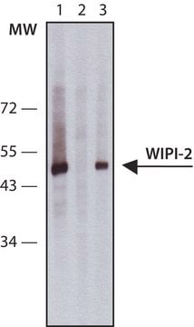 Anti-WIPI-2 antibody produced in rabbit ~1.0&#160;mg/mL, affinity isolated antibody