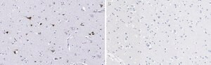 Anti-Prion Protein Antibody, clone 3F17 ZooMAb® Rabbit Monoclonal recombinant, expressed in HEK 293 cells