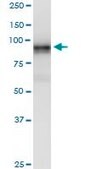 Monoclonal Anti-LRRC8A antibody produced in mouse clone 8H9, purified immunoglobulin
