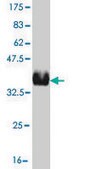 ANTI-RCV1 antibody produced in mouse clone 2H4, purified immunoglobulin, buffered aqueous solution