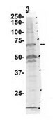 Anti-PDIA4, (N-terminal) antibody produced in rabbit affinity isolated antibody