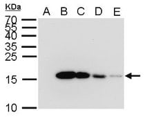 Monoclonal Anti-6X His tag antibody produced in mouse clone GT359, affinity isolated antibody