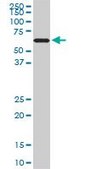 Monoclonal Anti-RAD18 antibody produced in mouse clone 3H7, purified immunoglobulin, buffered aqueous solution