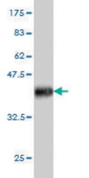 Monoclonal Anti-IL6R antibody produced in mouse clone 2G6, purified immunoglobulin, buffered aqueous solution