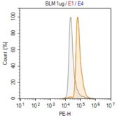 Anti-BLM Antibody, clone 1F7-L1 ZooMAb® Rabbit Monoclonal recombinant, expressed in HEK 293 cells