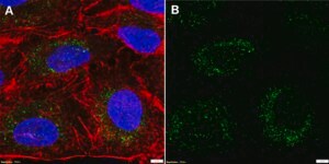 Anti-FDXR Antibody, clone 1N18 ZooMAb® Rabbit Monoclonal recombinant, expressed in HEK 293 cells