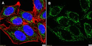 Anti-FIS1 Antibody, clone 1C7 ZooMAb® Rabbit Monoclonal recombinant, expressed in HEK 293 cells