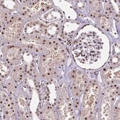 Monoclonal Anti-CTCF antibody produced in mouse Prestige Antibodies&#174; Powered by Atlas Antibodies, clone CL0305, purified immunoglobulin, buffered aqueous glycerol solution