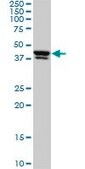 Monoclonal Anti-USF2 antibody produced in mouse clone 5E9, purified immunoglobulin, buffered aqueous solution
