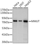 Anti-MMUT Antibody, clone 4D3J3, Rabbit Monoclonal