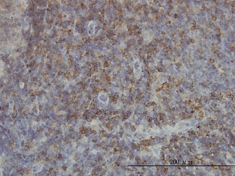 Monoclonal Anti-SH2D3C antibody produced in mouse clone 3B2, purified immunoglobulin, buffered aqueous solution